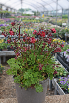 Geum 'Pink Petticoats'