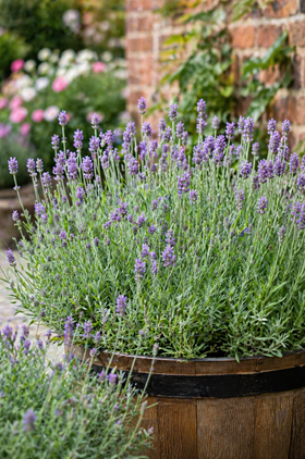 Lavender angustifolia Cleo-Patio 2ltr