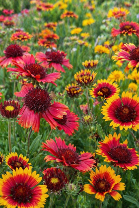Gaillardia Gaupa Collection