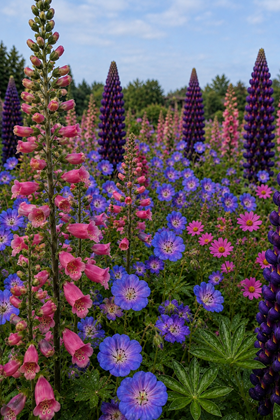 Cottage Garden Collection