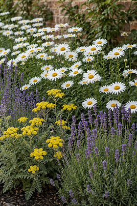 Soft Summer Tones Collection