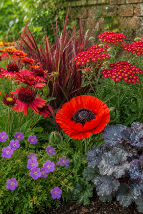Bold Colour Perennial Collection (6 x 2 Litre Plants)
