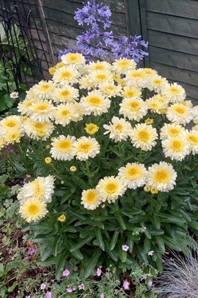 Leucanthemum Real Charmer 2ltr