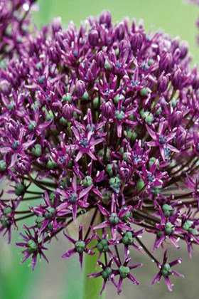 Allium Miami