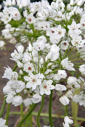 Allium Cowanii