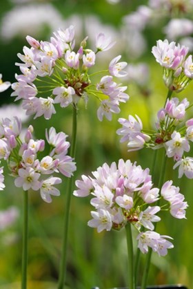 Allium Roseum