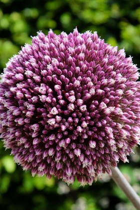 Allium Summer Drummer