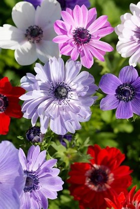 Anemone coronaria St Brigid Mix