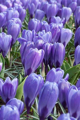 Crocus vernus Blue Ocean