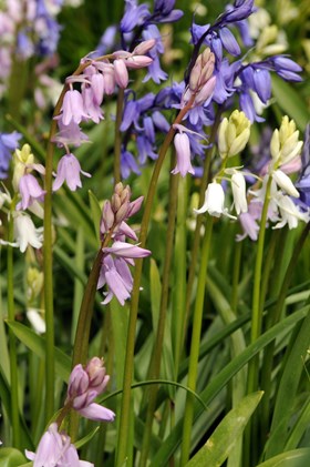 Hyacinthoides Mixture 