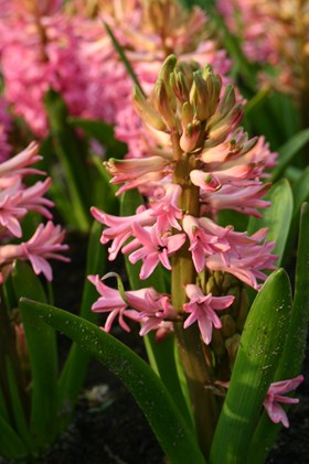 Hyacinthus Pink Pearl