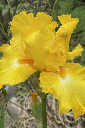 Iris x hollandica Golden Harvest