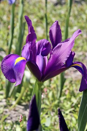 Iris x hollandica Purple Sensation