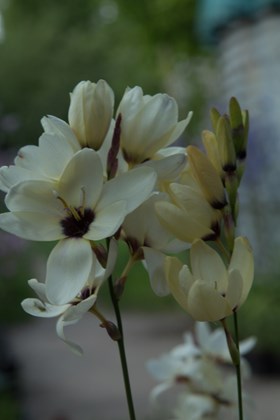 Ixia Hogarth