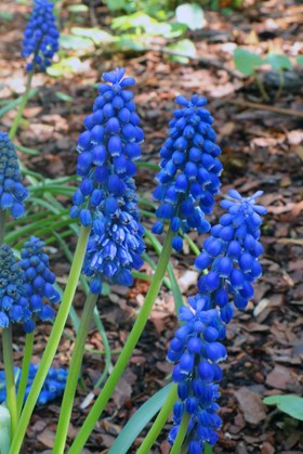 Muscari Big Smile 