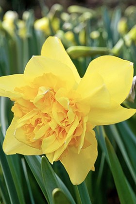 Narcissus Dick Wilden