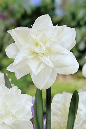 Narcissus Obdam
