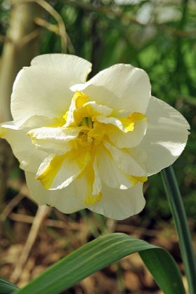 Narcissus Lemon Beauty