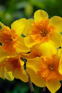 Narcissus Slice of Life