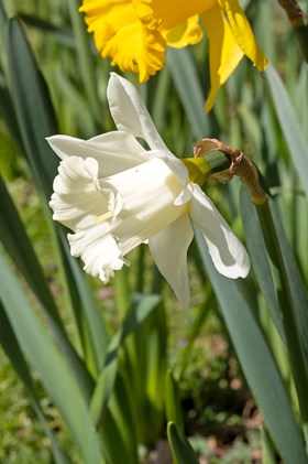 Narcissus Mount Hood