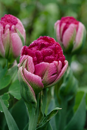Tulipa Ice Cream Cranberry