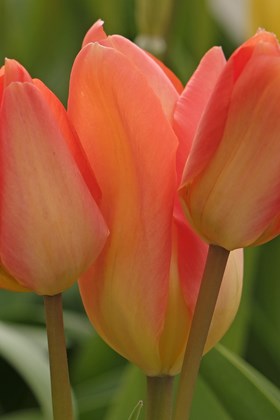 Tulipa Apricot Emperor