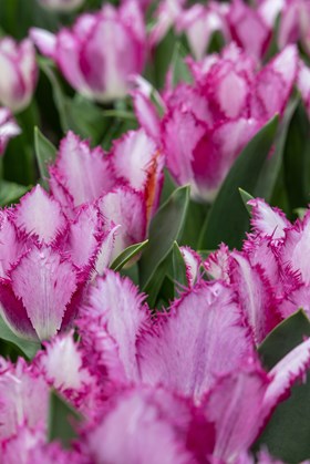 Tulipa Yasmine