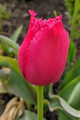 Tulipa Burgundy Lace