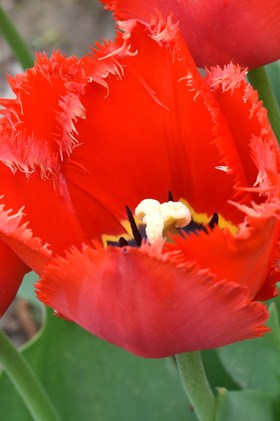 Tulipa Crystal Beauty