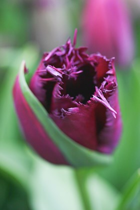 Tulipa Curly Sue