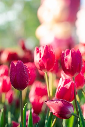 Tulipa Portland