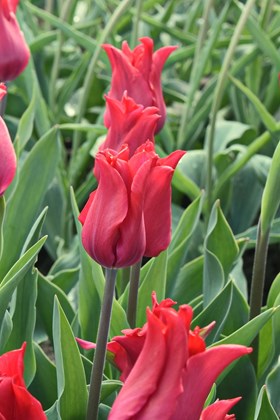 Tulipa Pretty Woman