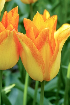 Tulipa Moonblush