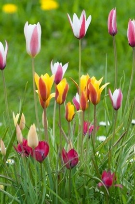 Tulipa Botanical Mix