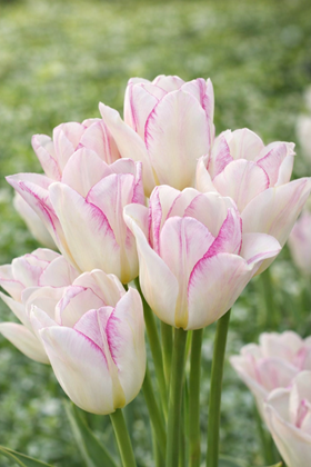 Tulipa Emilie