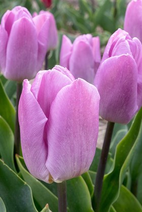 Tulipa Candy Prince