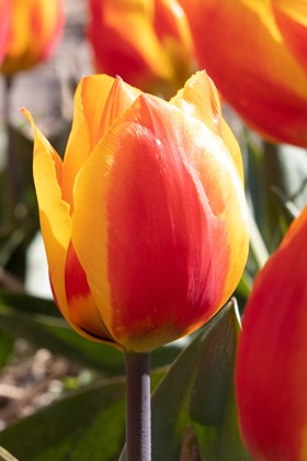 Tulipa Flair