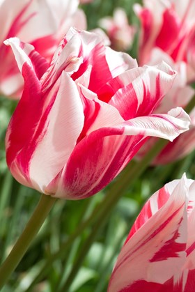 Tulipa Sorbet