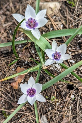 Tulipa hum.var.pul.Alba Coerulea Oculata