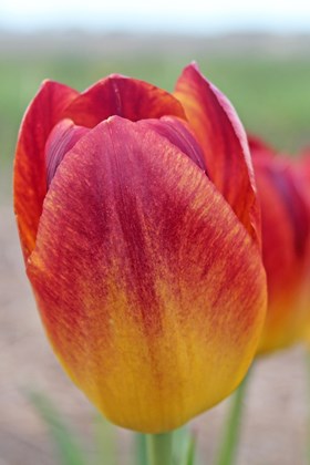 Tulipa Amberglow