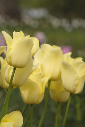 Tulipa Friendship