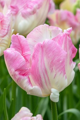 Tulipa Cabanna