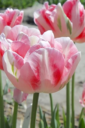 Tulipa Finola