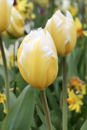 Tulipa Sweetheart