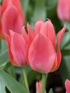 Tulipa Toronto