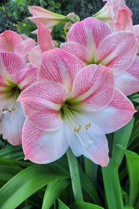 Hippeastrum Apple Blossom