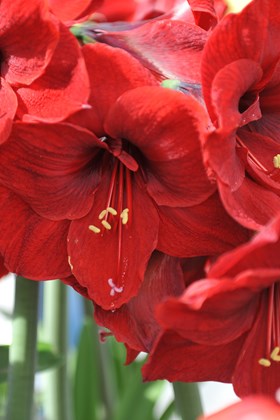 Hippeastrum Benfica