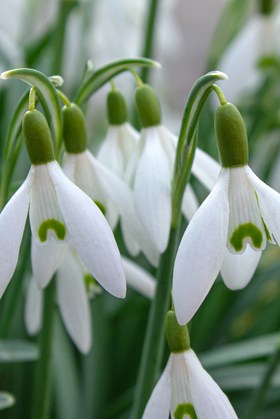 Galanthus nivalis 