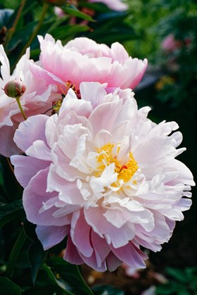 Paeonia Lady Alexandra Duff