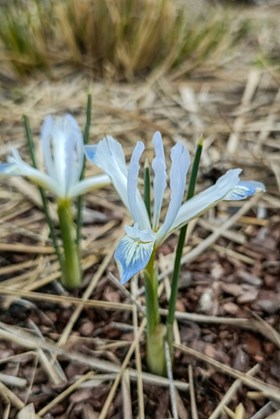 Iris reticulata Frozen Planet